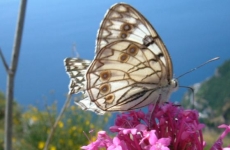 The Butterfly World - Sorrento exhibition
